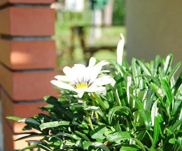 L'albero Delle Noci Casa vacanze Lanciano