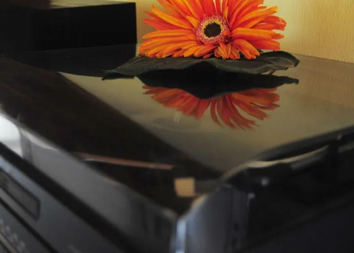 L'albero Delle Noci Lanciano